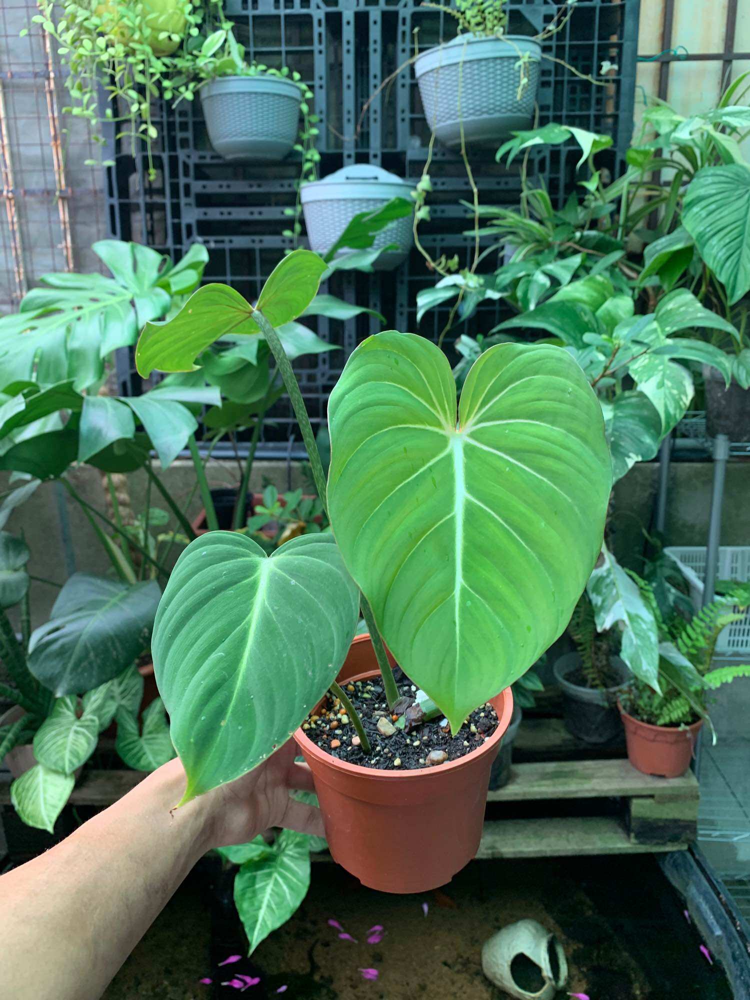 Anthurium Velvet Moira | Lazada