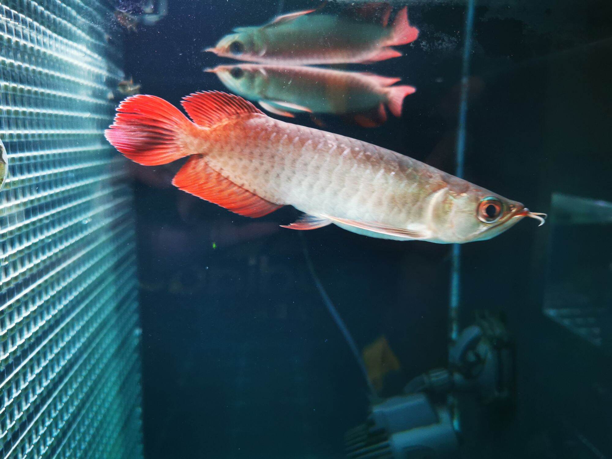 sr local arowana