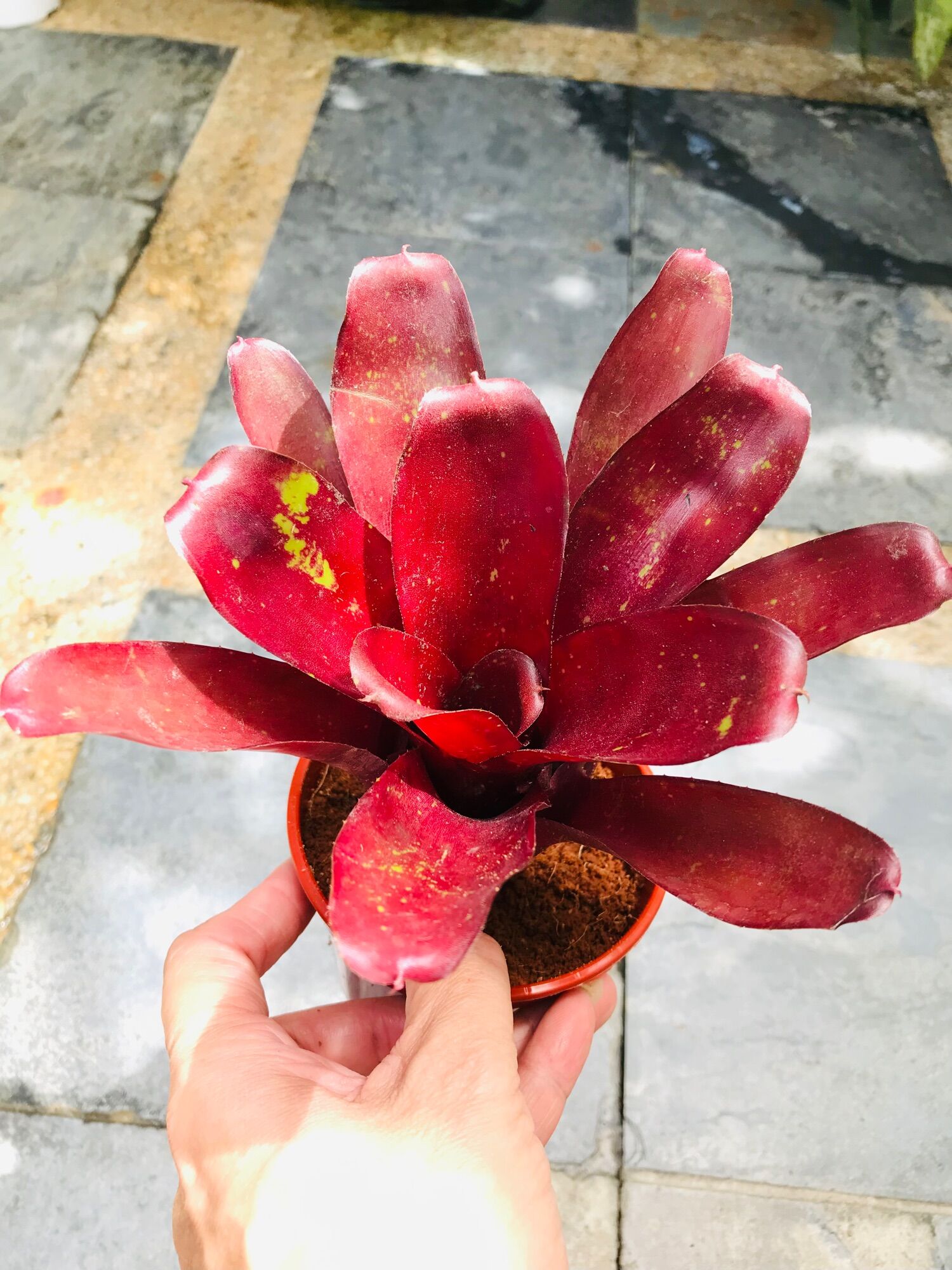 Neoregelia Leavis Red （ 積水风梨/ bromeliad ) | Lazada