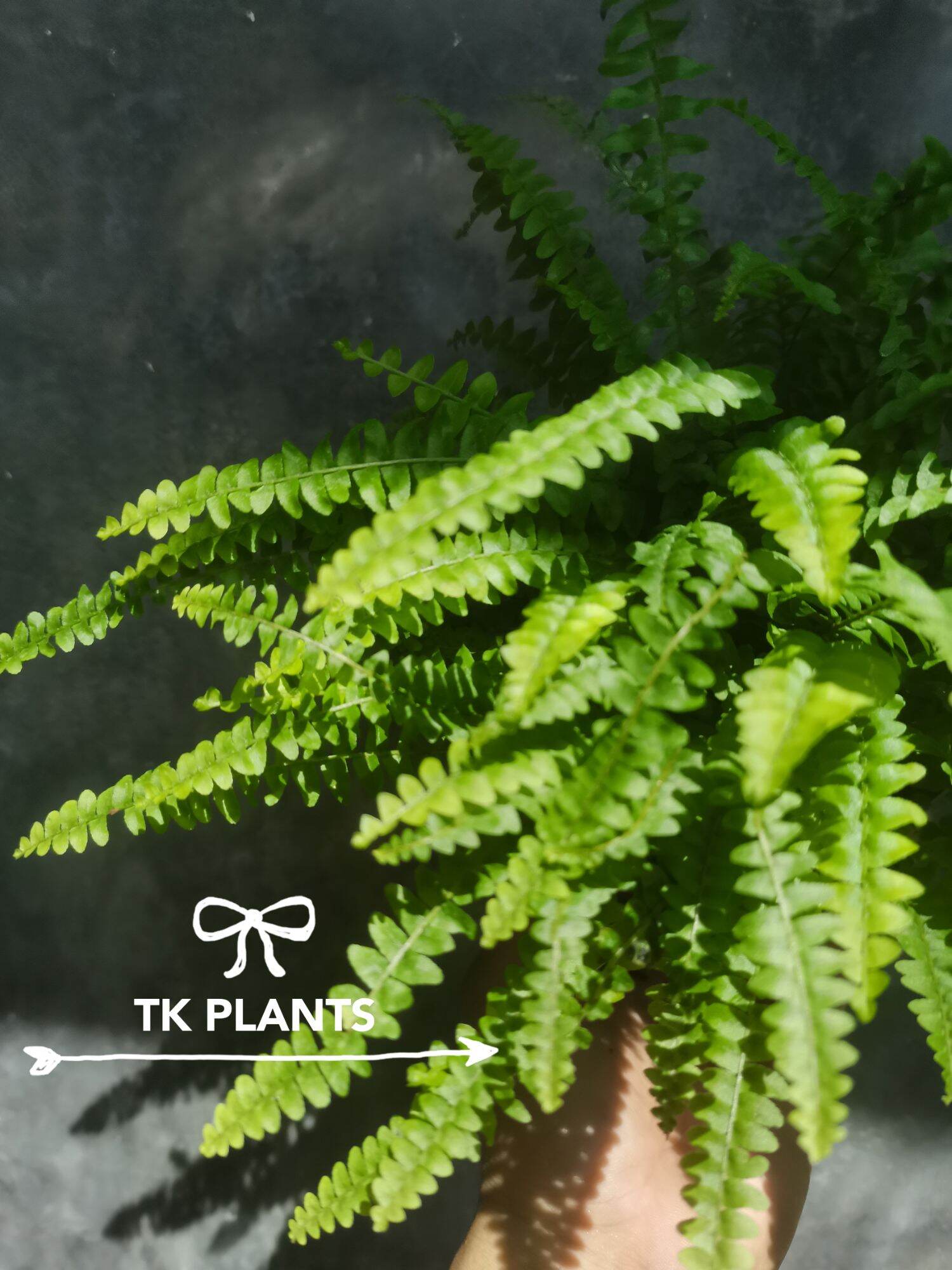 Ferns are beautiful plants with a lot of textures, shapes, and sizes. There are a lot of different ferns, each with their own characteristics. Luckily, most ferns are quite similar when it comes to taking care of them.. 