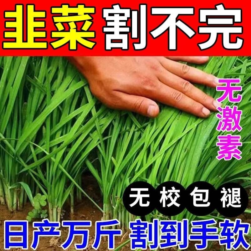Special Fertilizer for Leek Green Chinese Onion Garlic Leek Seedling