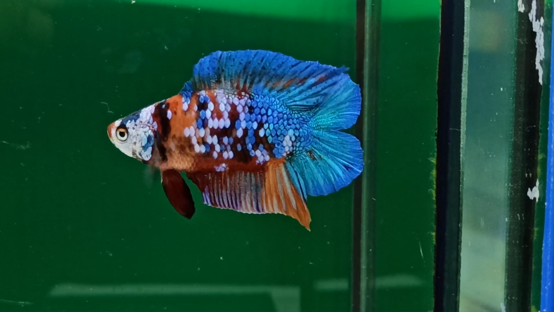 double tail plakat betta