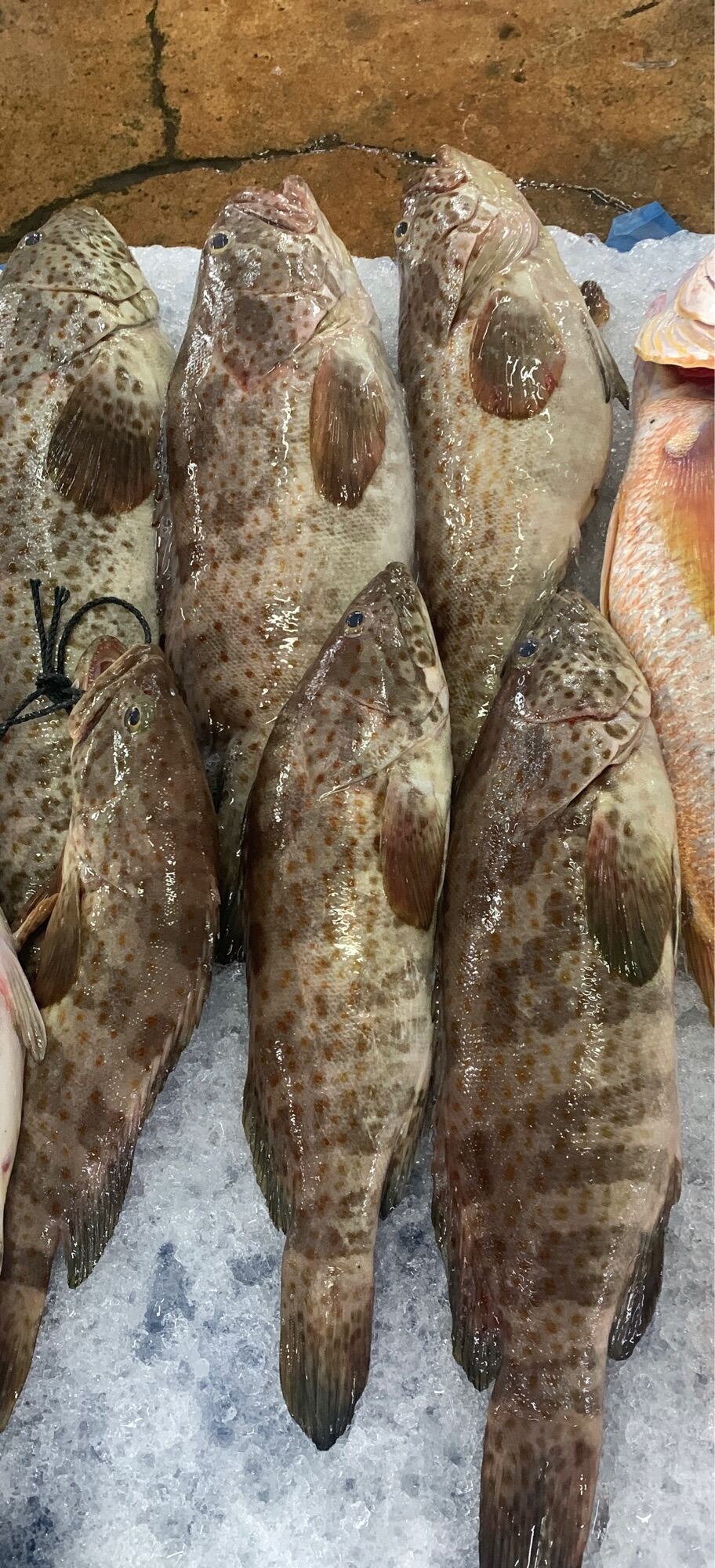 Fresh Grouper 1kg + Lazada