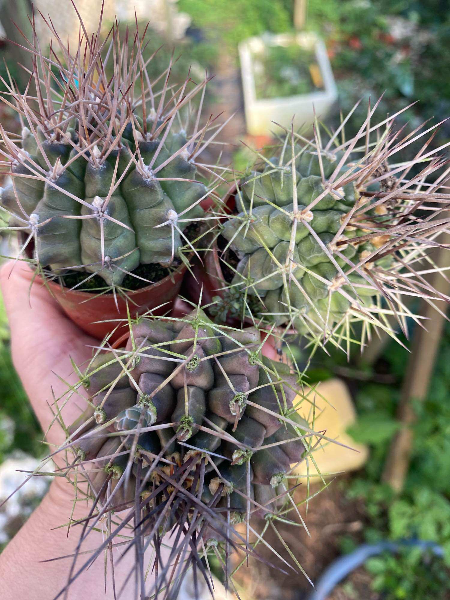 Echeveria 'Claudia' Rose Succulent 克罗地亚玫瑰多肉植物| Lazada