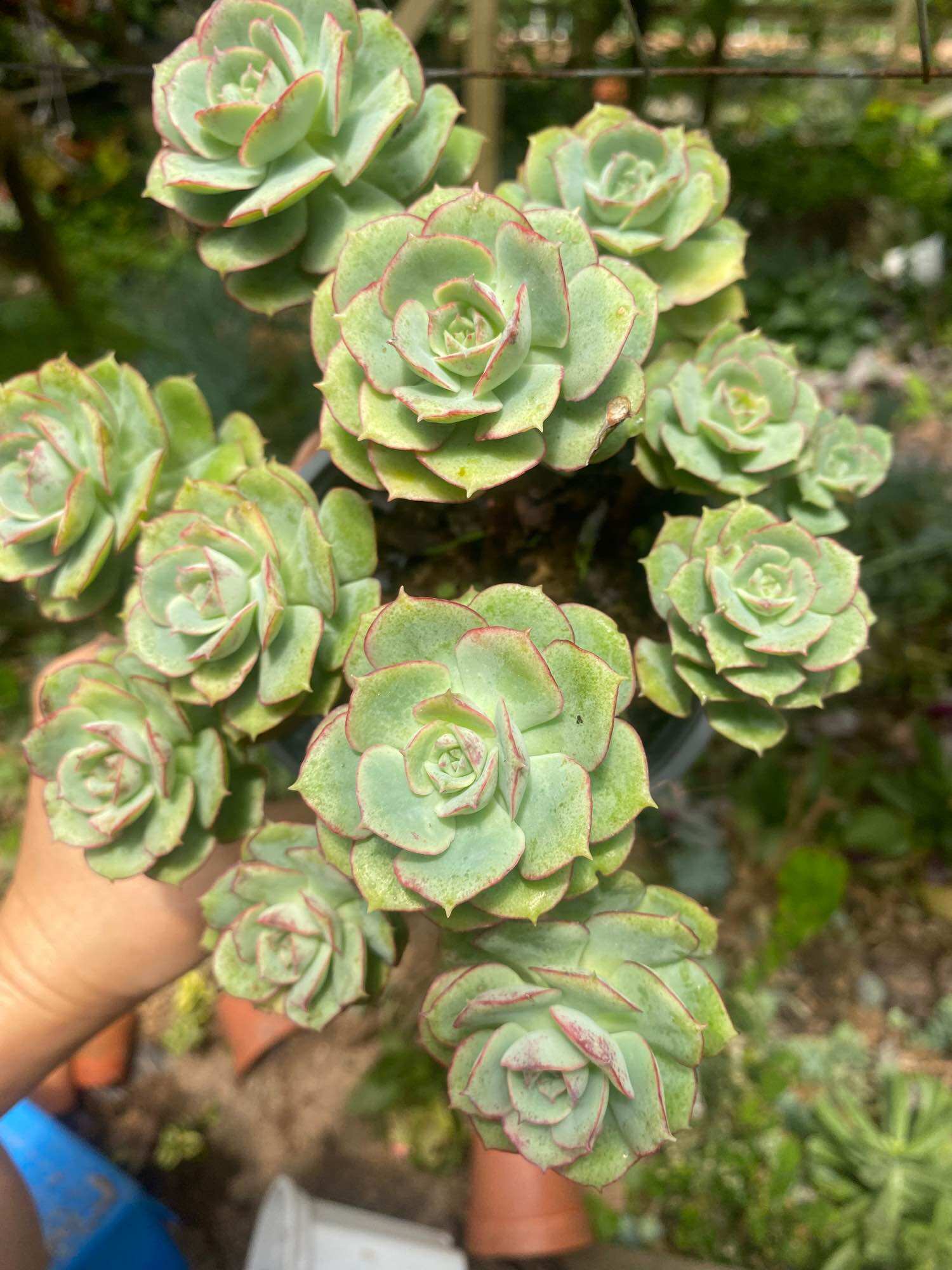多肉植物 Echeveria 'Claudia' Rose錦 Echeveria 'Claudia' Rose錦