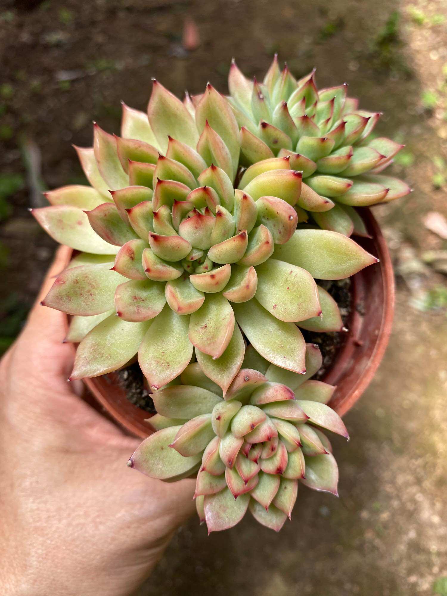 Echeveria Claudia Rose Succulent 克罗地亚玫瑰諁多肉植物Succulent