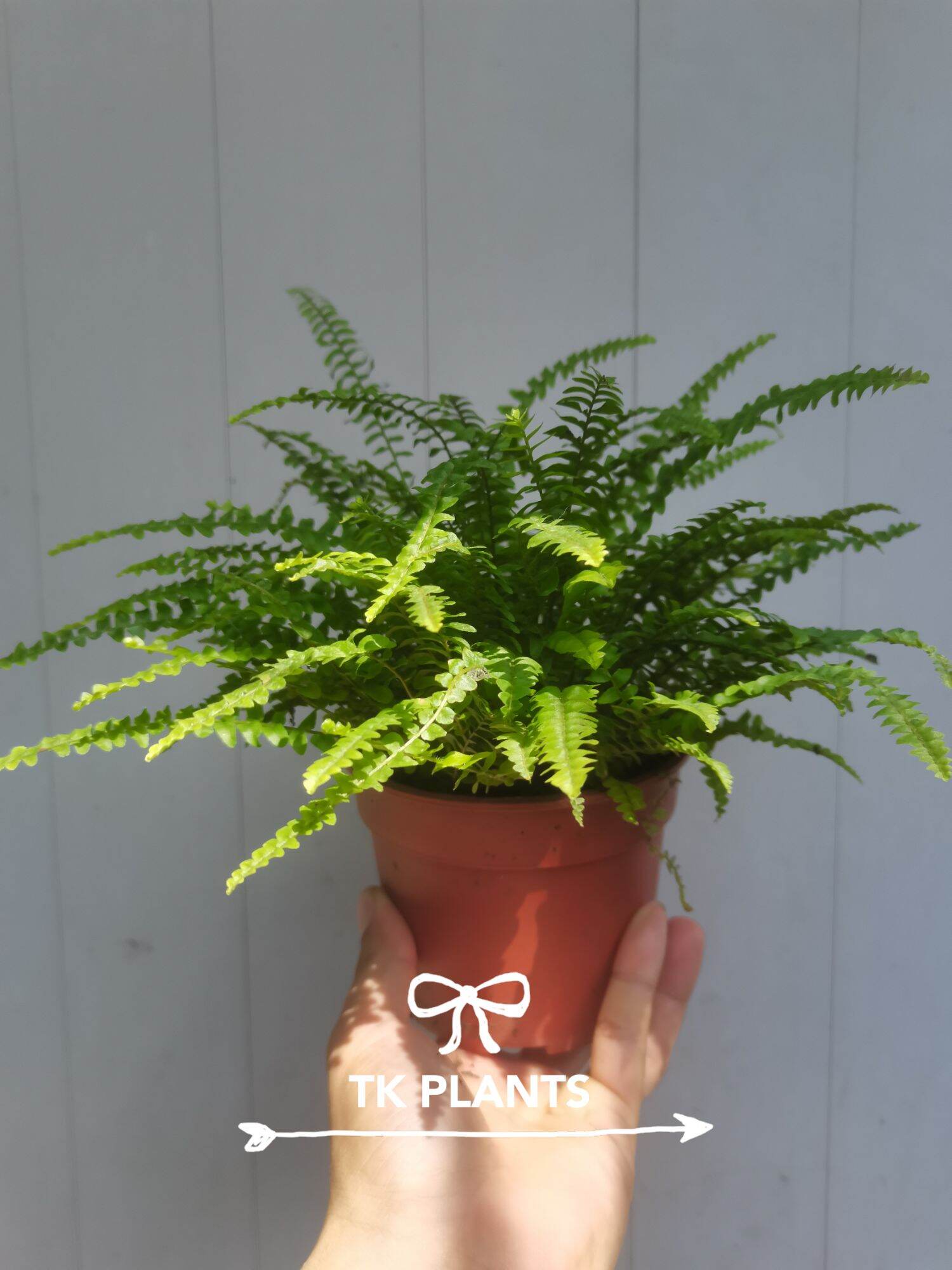 Ferns are beautiful plants with a lot of textures, shapes, and sizes. There are a lot of different ferns, each with their own characteristics. Luckily, most ferns are quite similar when it comes to taking care of them.. 