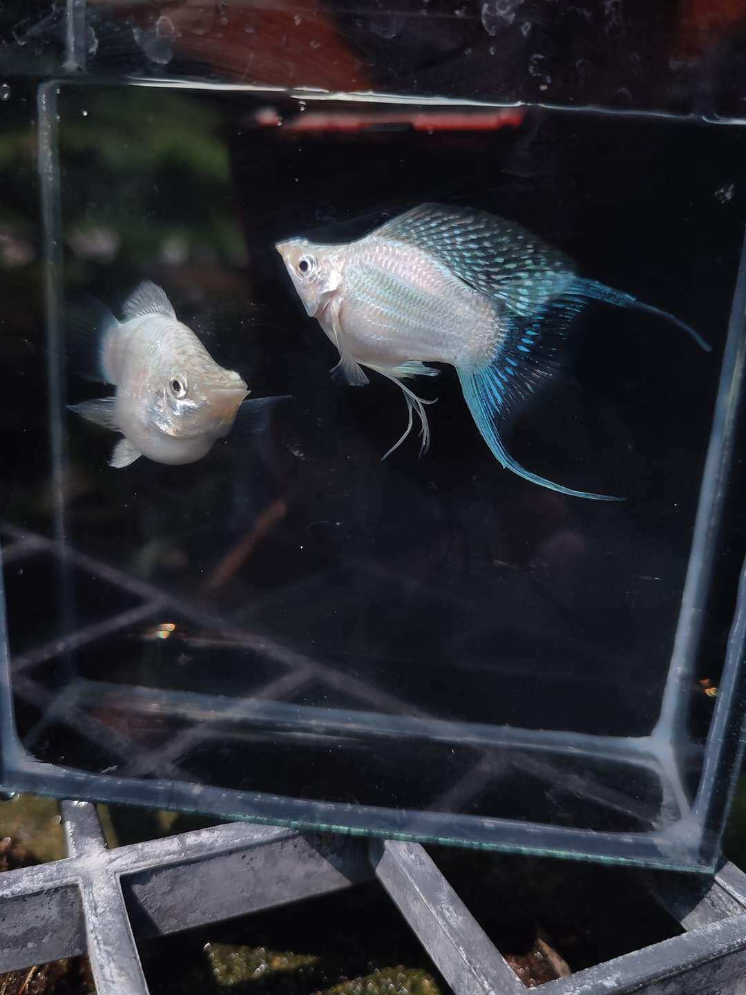 Mollies : Black Eyes Platinum Super Sailfin Roundtail Molly Fish Stock
