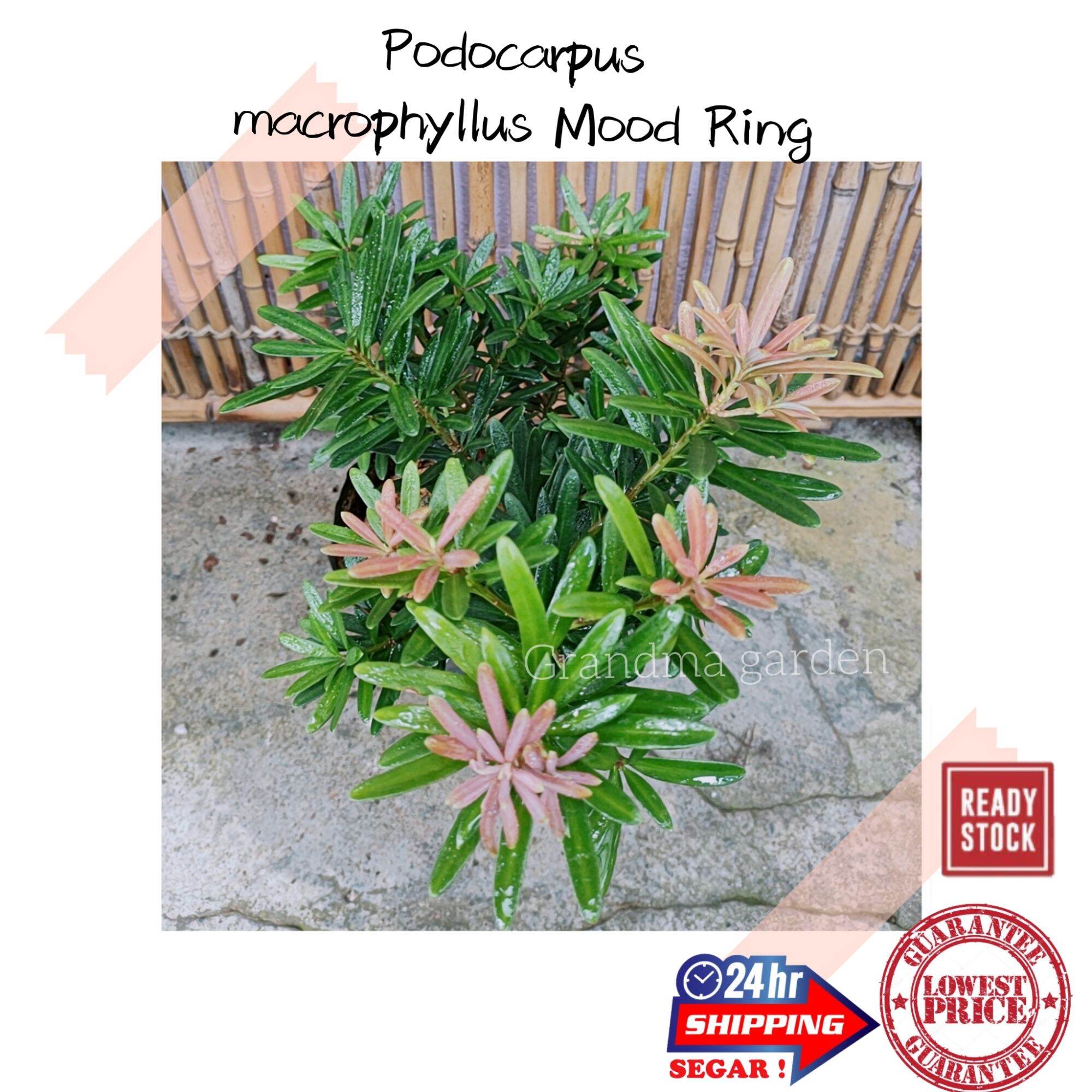 (GG real plant) podocarpus mood ring ^ pokok hidup hiasan rumah luar ...