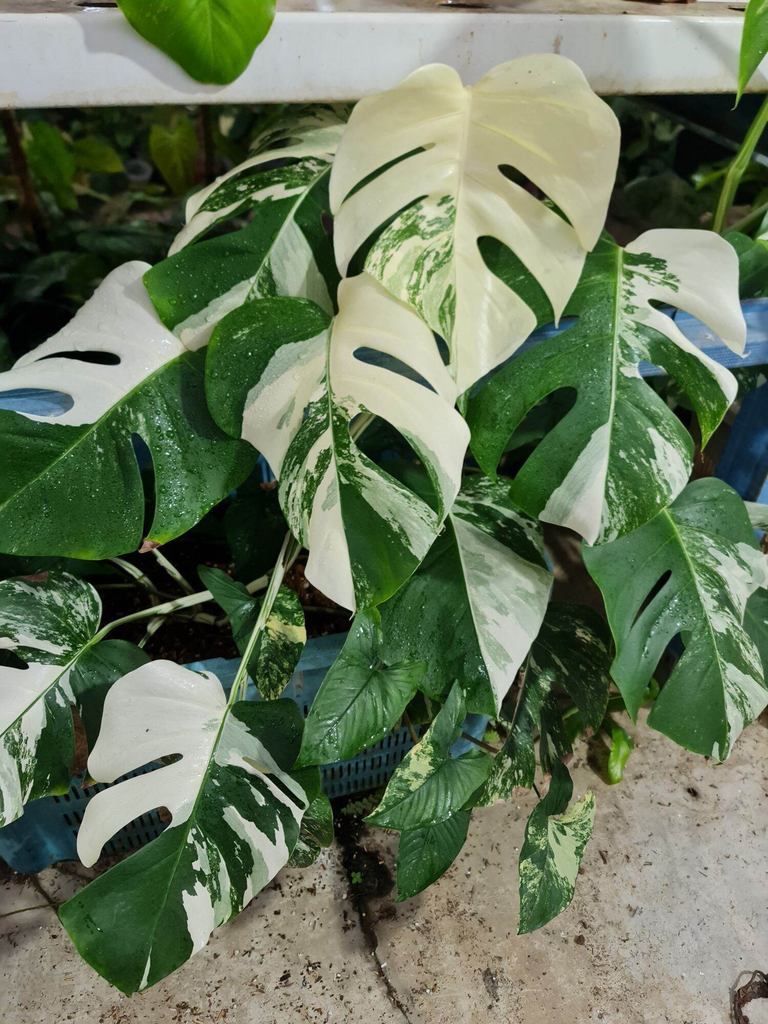 maranta prayer plant Maranta main image 1