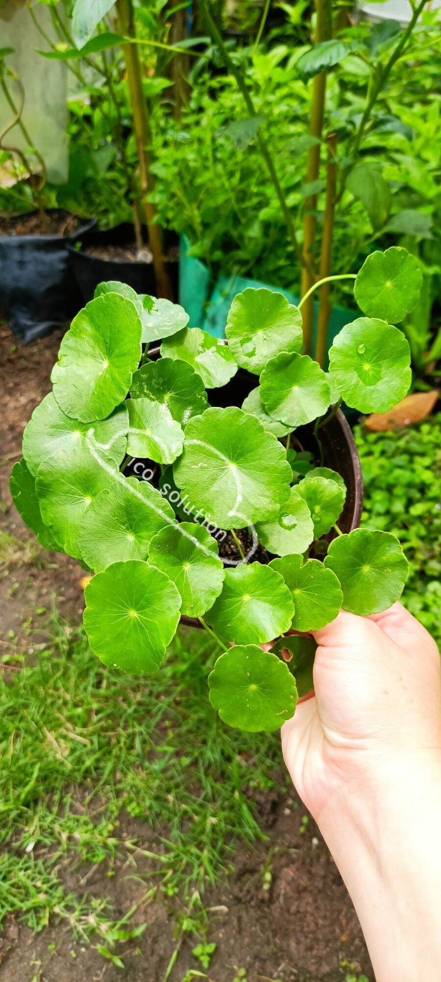 自家种植 铜钱草 大盆 hydrocotyle verticillata pokok pegaga | Lazada