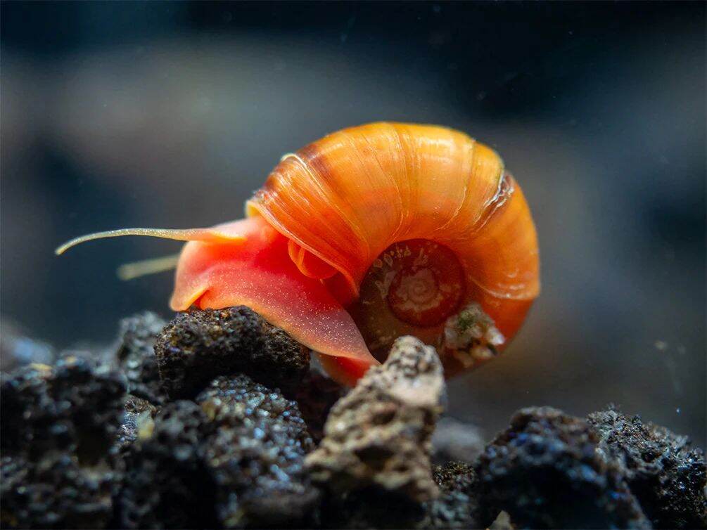 Buy10free3siput Aquarium / 苹果螺 / aquarium snail /red ramshorn snail