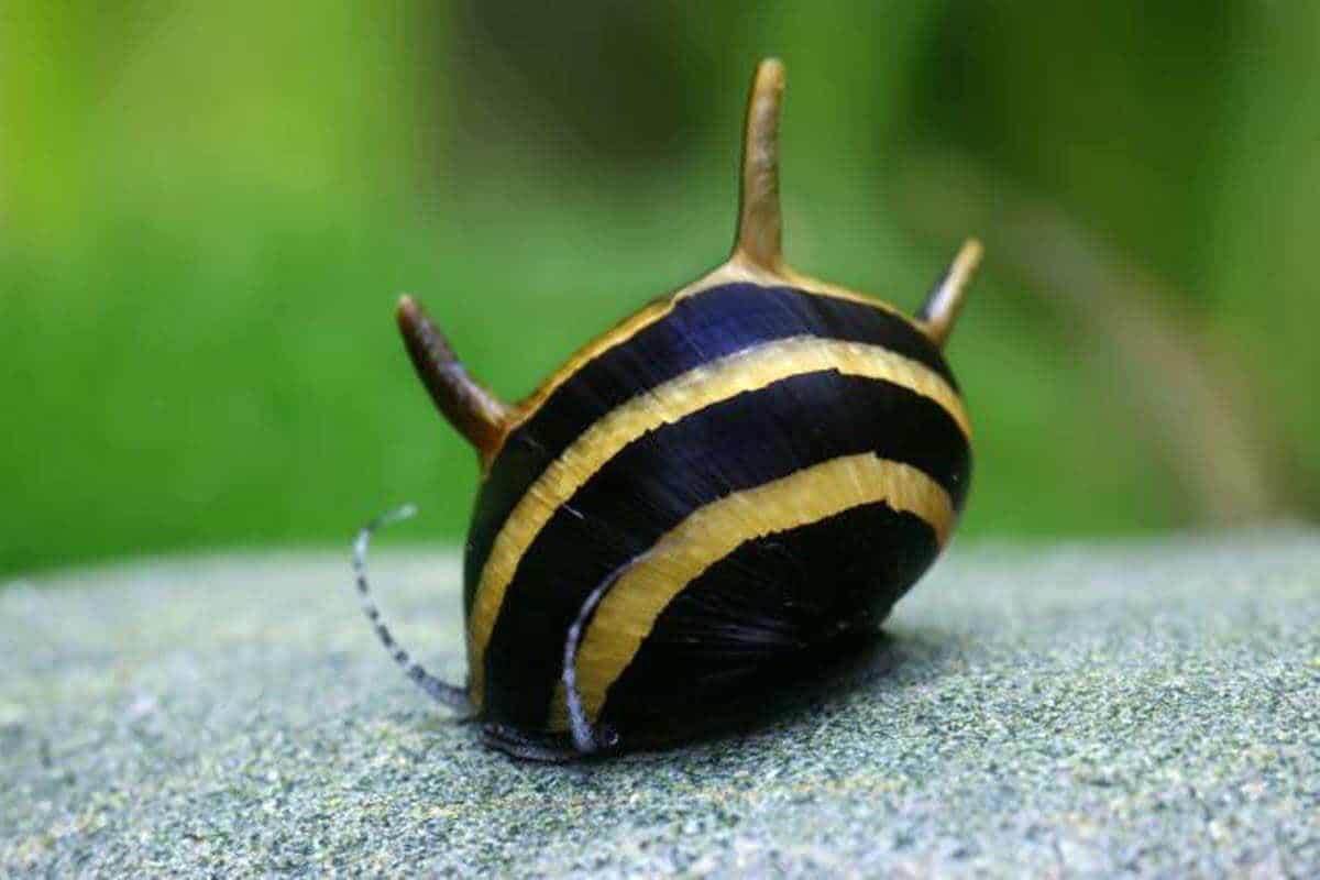 3pcs bumblebee horn snail nerite snail thorn dr. nerite Lazada