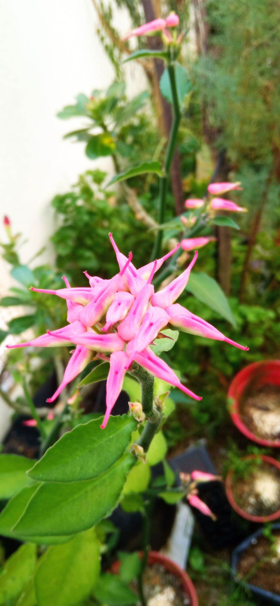 Beli Pokok Bunga Burung Pada Harga Terendah Lazada Com My