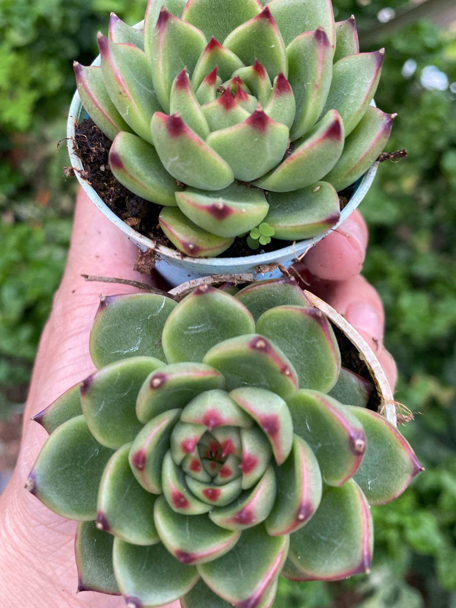 Echeveria 'Claudia' Rose Succulent 克罗地亚玫瑰多肉植物| Lazada