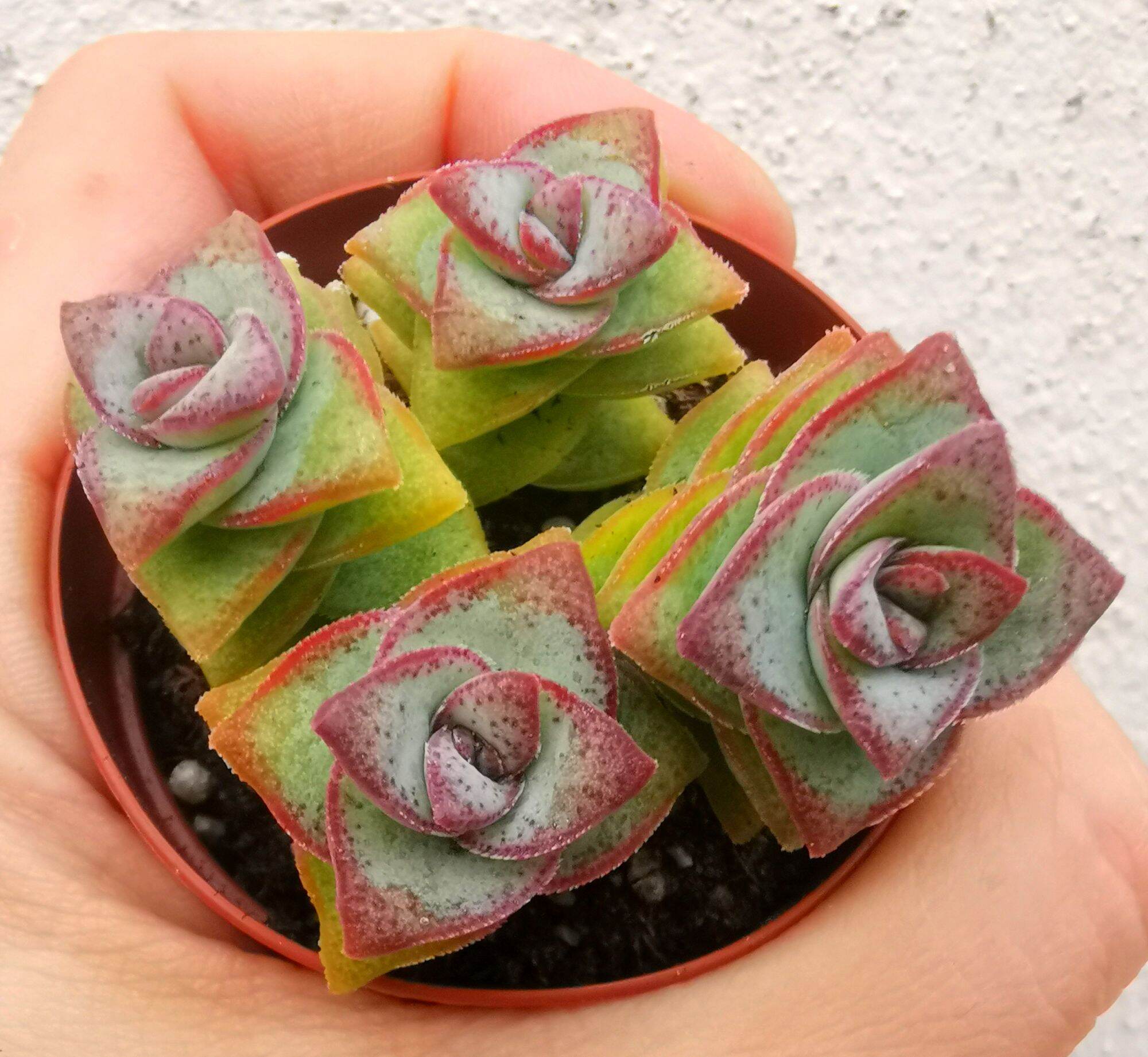 Echeveria Madiba Succulent 3cm Without Pot 马帝巴/ 饺子皮