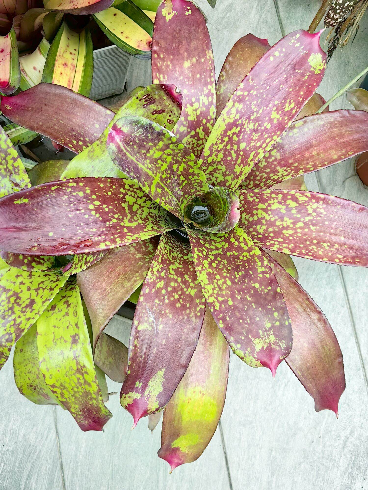 bromeliad neoregelia White Walker Tropical Indoor Plant Decorative 
