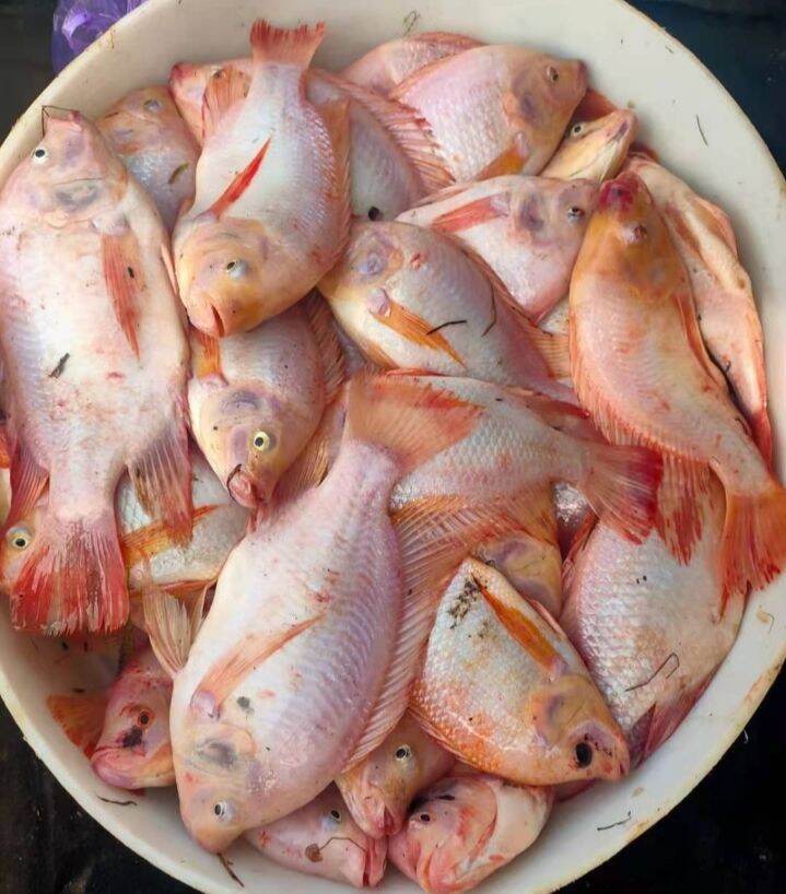 Tilapia fish Lazada Buy sell online Fish Food with cheap price Lazada