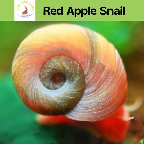 Red Ramshorn Snail / Red Apple Snail (苹果螺） Lazada
