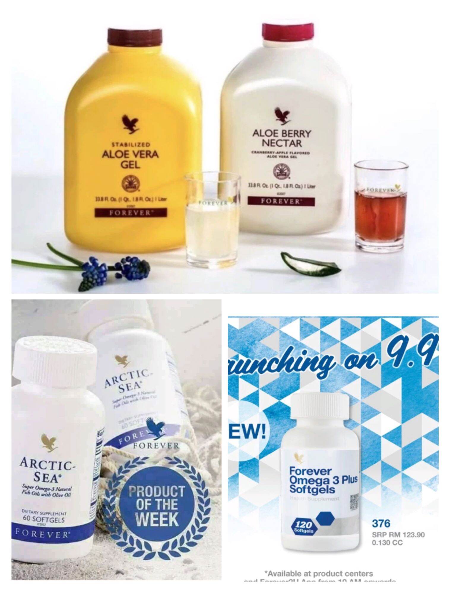 aloe vera fliegen Aloe vera Duo | Sukkulenten