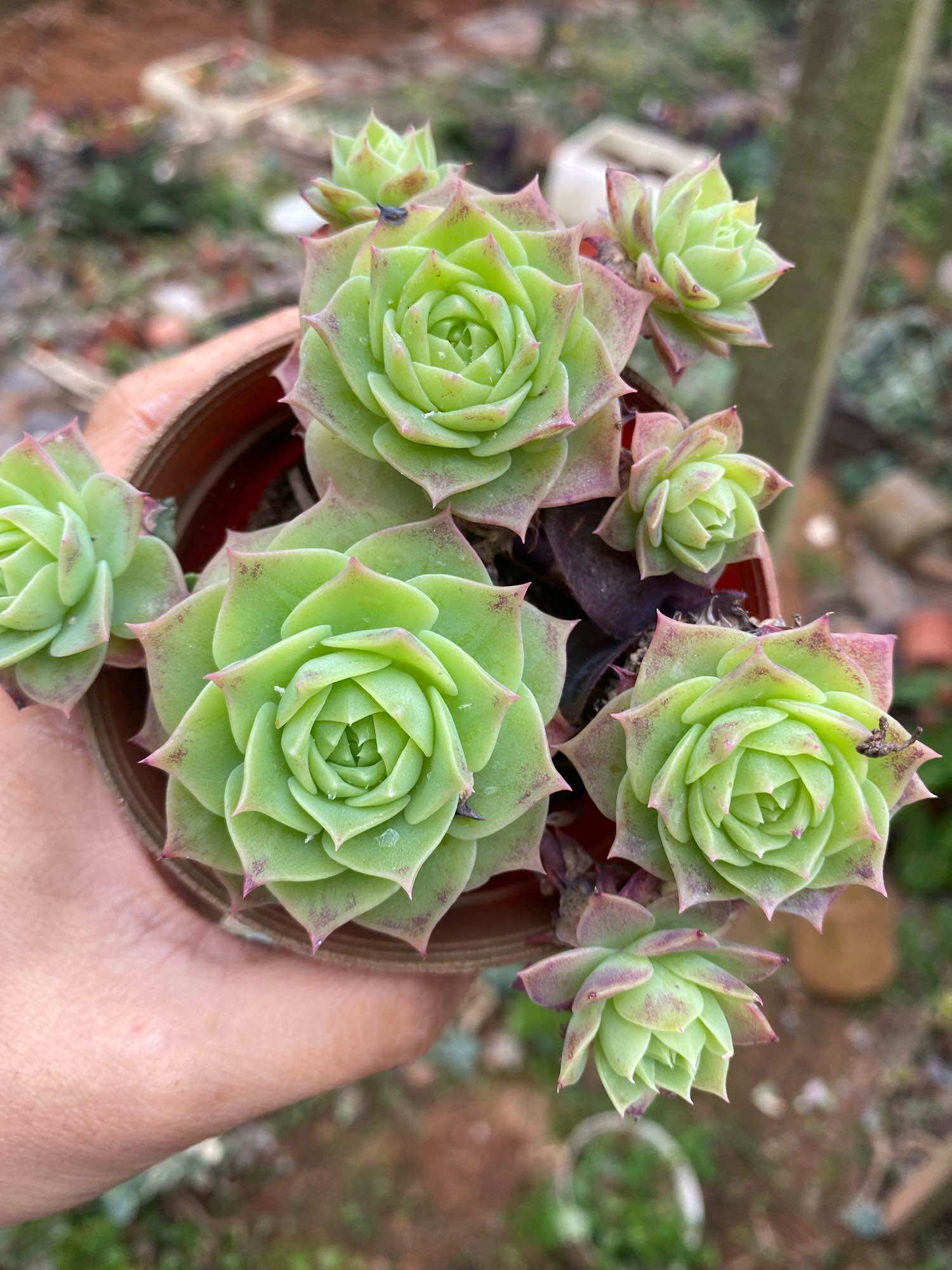 Echeveria 'Claudia' Rose Succulent 克罗地亚玫瑰多肉植物 | Lazada