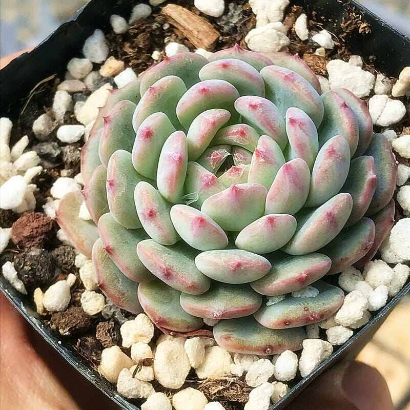 echeveria waxed weather m65 fishtail
