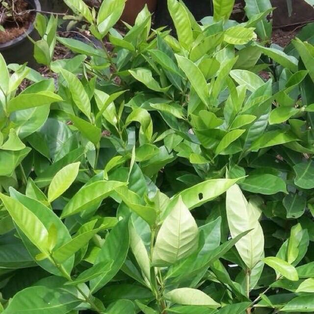 Beli Bay Leaves Plant Seeds Pada Harga Terendah Lazada Com My