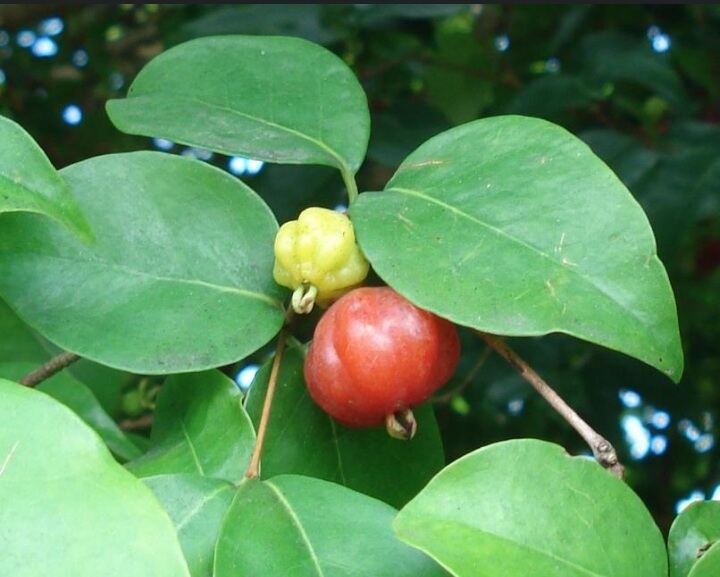 SURINAM CHERRY BARBADOS REAL LIFE PLANT ANAK POKOK / INDOOR OUTDOOR