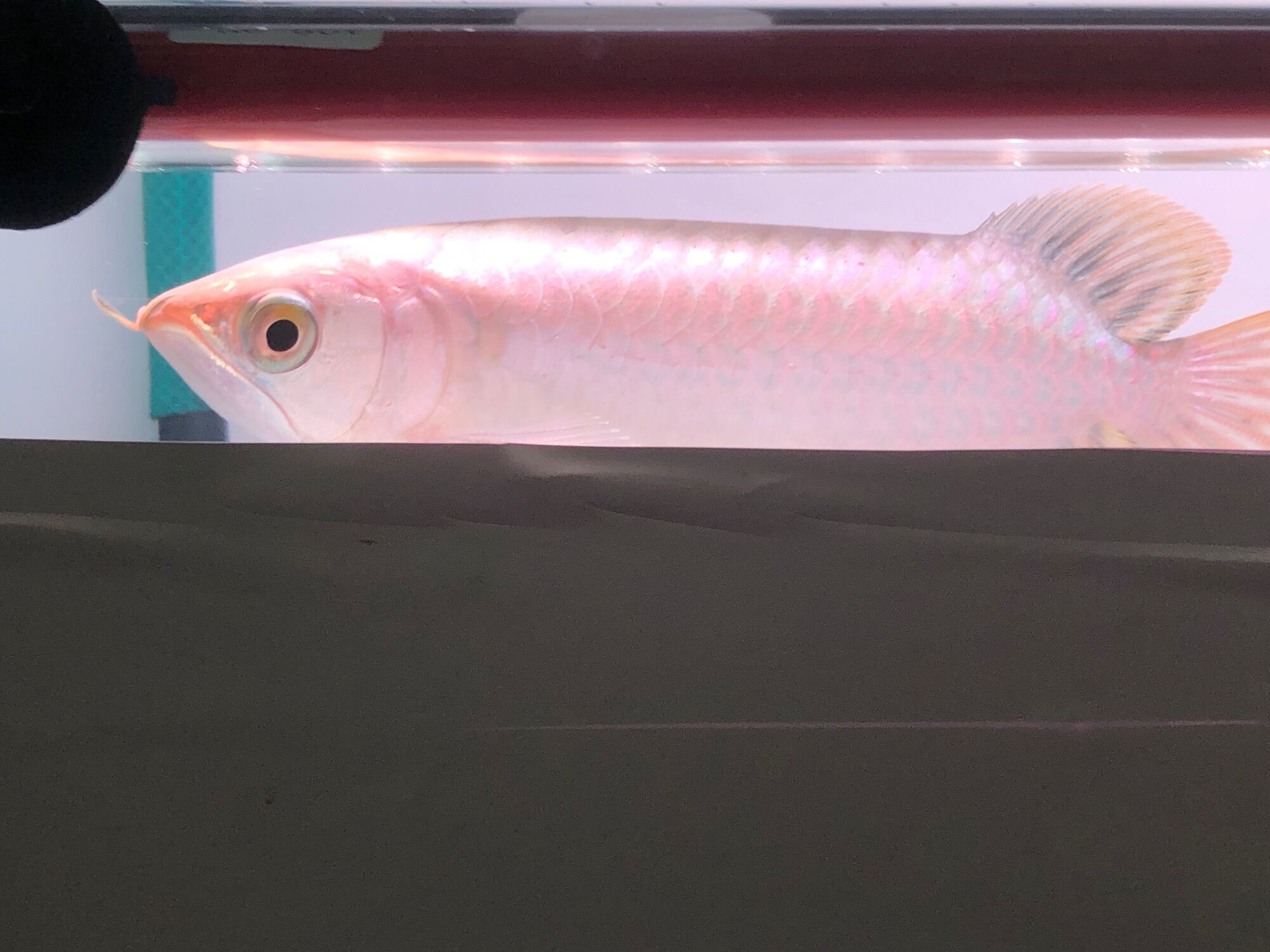 Tong yan 8 inch Lazada