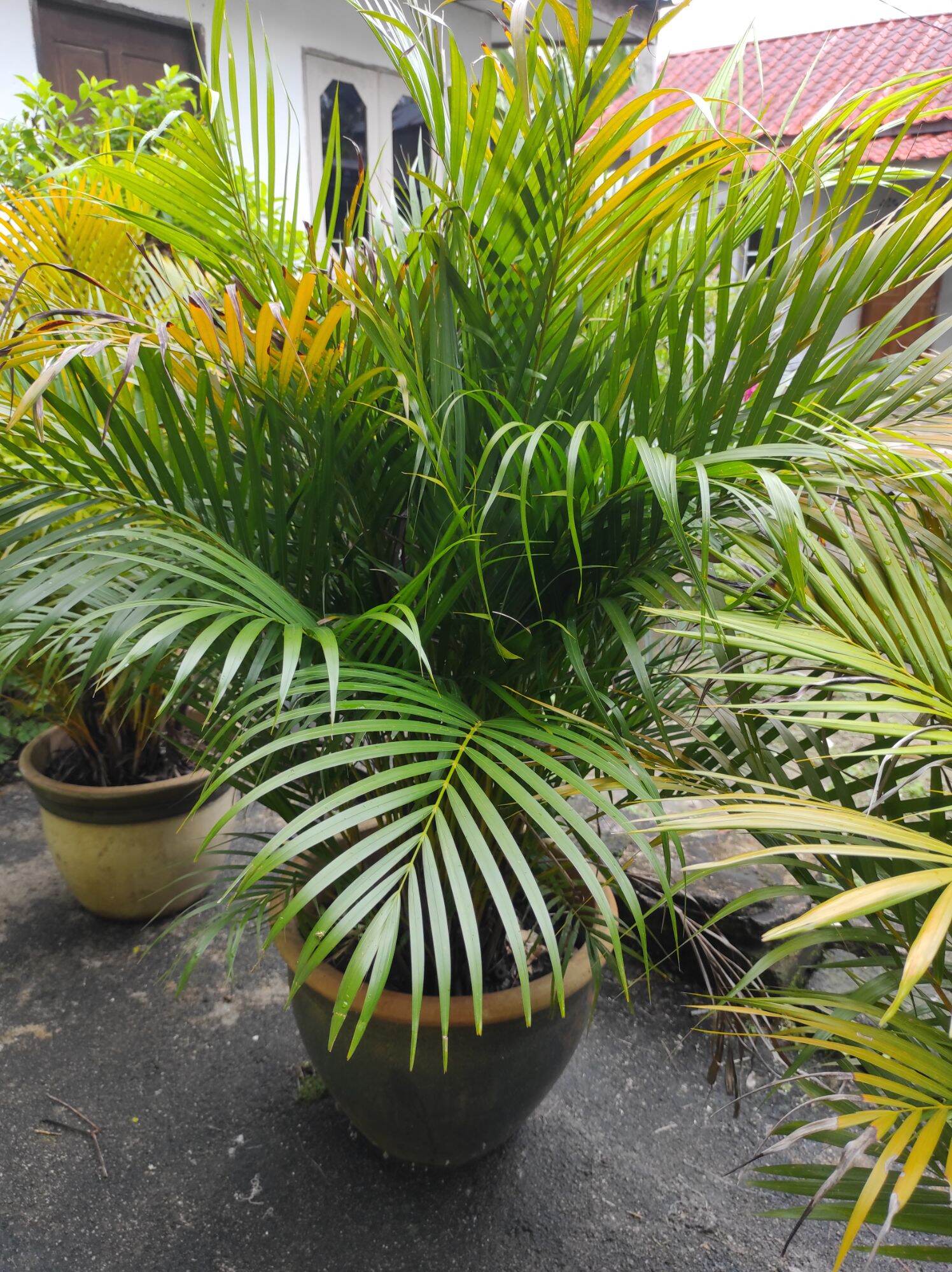 Pokok palma