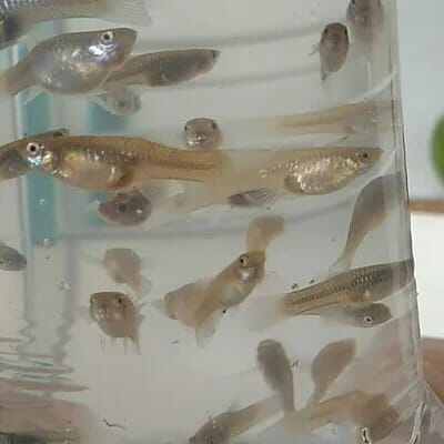 Gapi Longkang ( 12 pcs per pack ). 