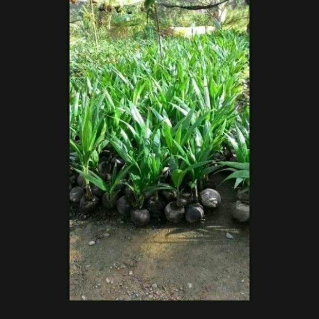 Beli benih pokok kelapa tacunan Pada Harga Terendah  Lazada.com.my