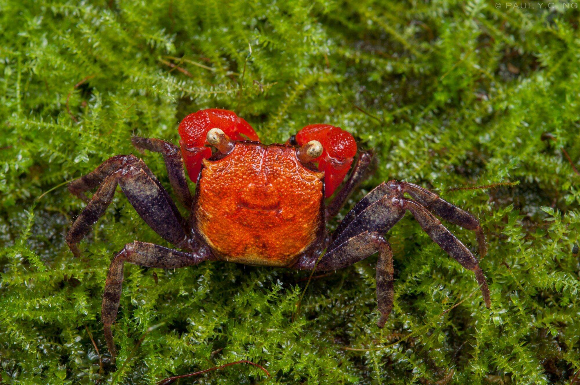 VAMPIRE RED DEVIL CRAB/LIVE CRAB /ORNAMENTAL FISH /PET CRAB/AQUARIUM ...