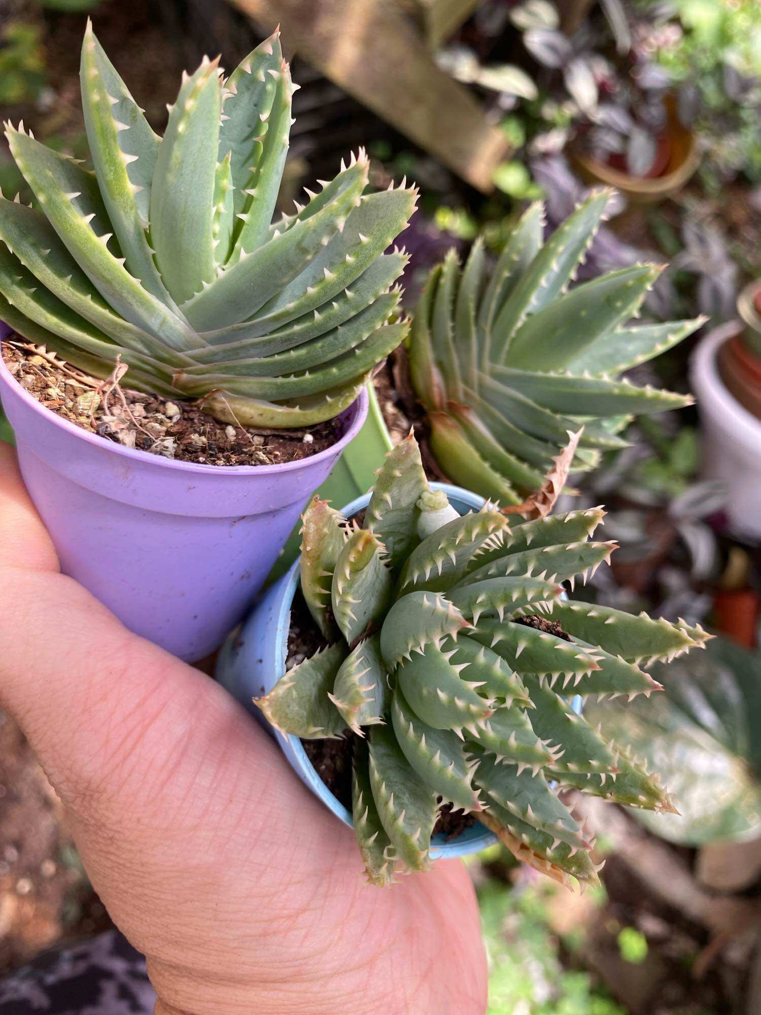 Echeveria 'Claudia' Rose Succulent 克罗地亚玫瑰多肉植物| Lazada