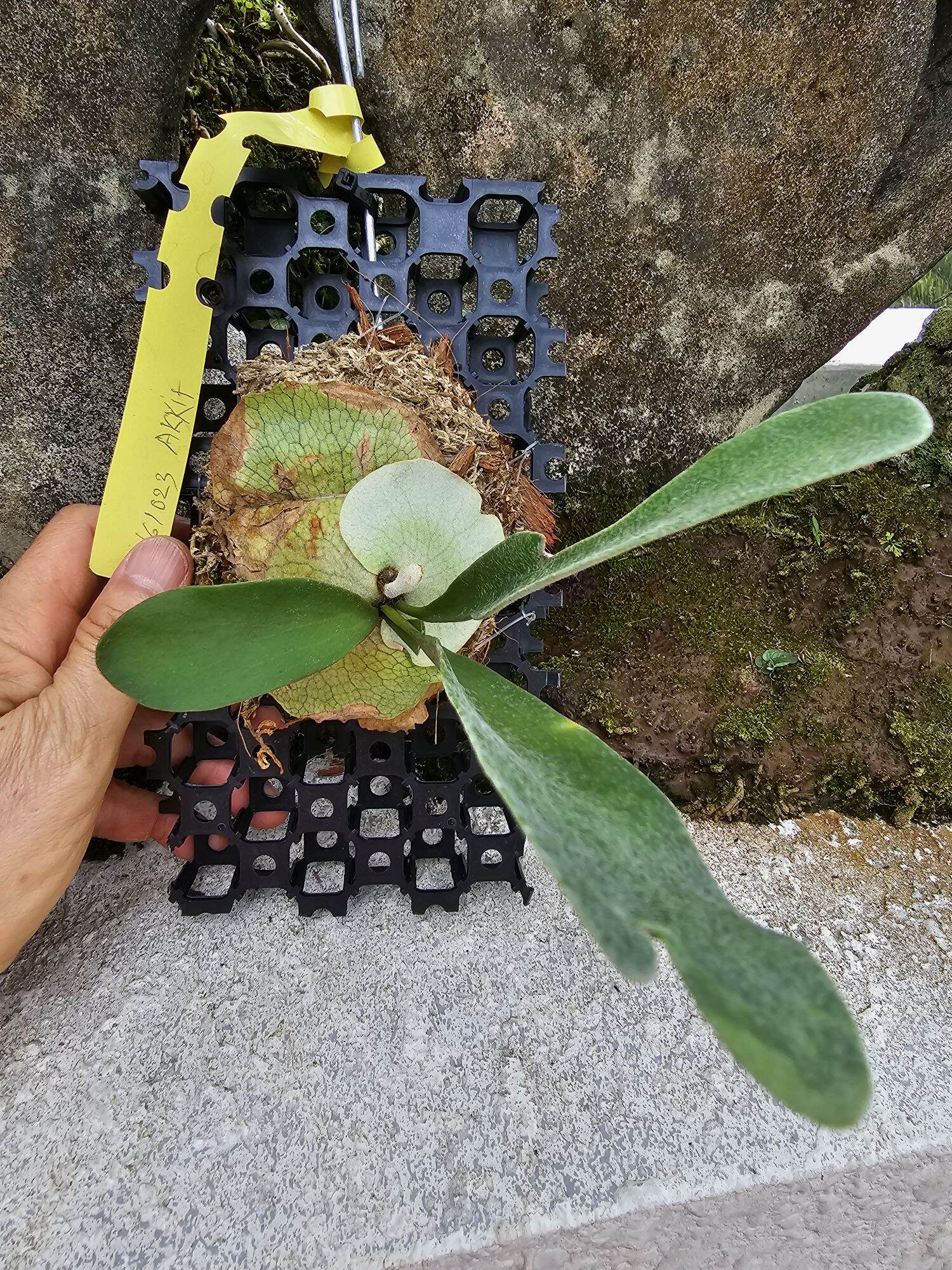Platycerium - Akki | Lazada Malaysia
