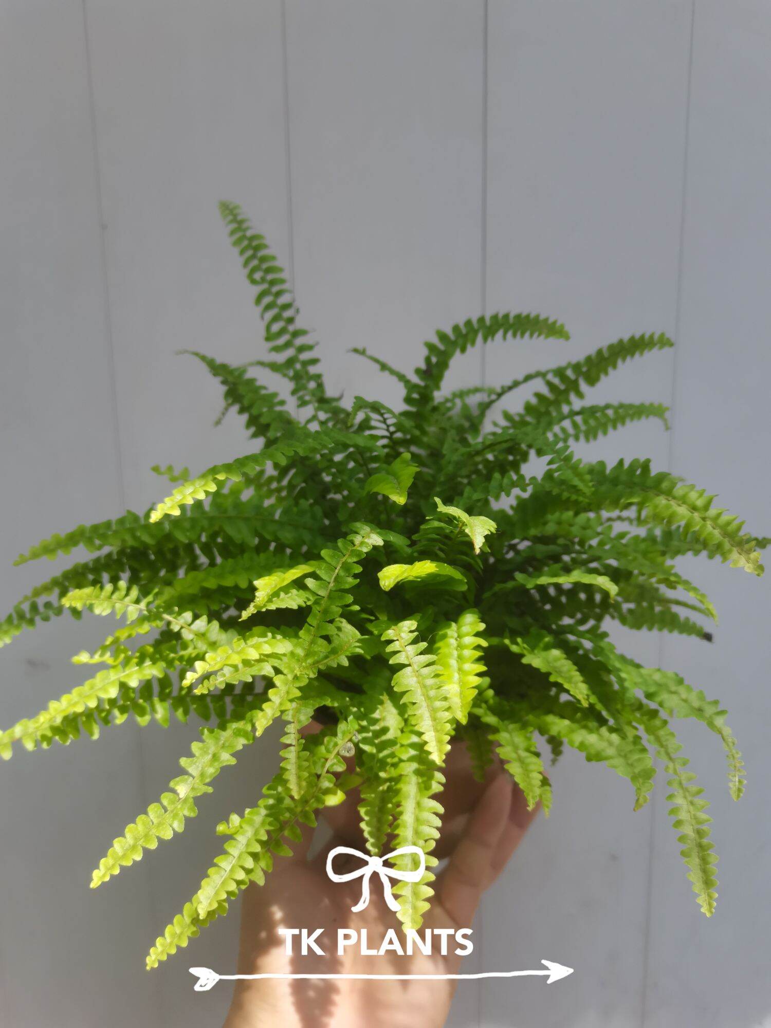 Ferns are beautiful plants with a lot of textures, shapes, and sizes. There are a lot of different ferns, each with their own characteristics. Luckily, most ferns are quite similar when it comes to taking care of them.. 