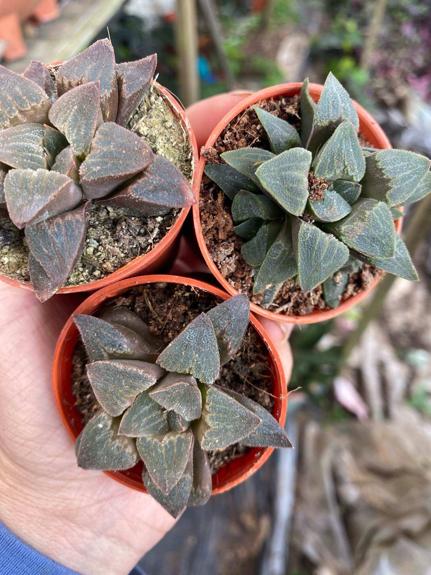 Echeveria Claudia Rose Succulent 克罗地亚玫瑰諁多肉植物Succulent