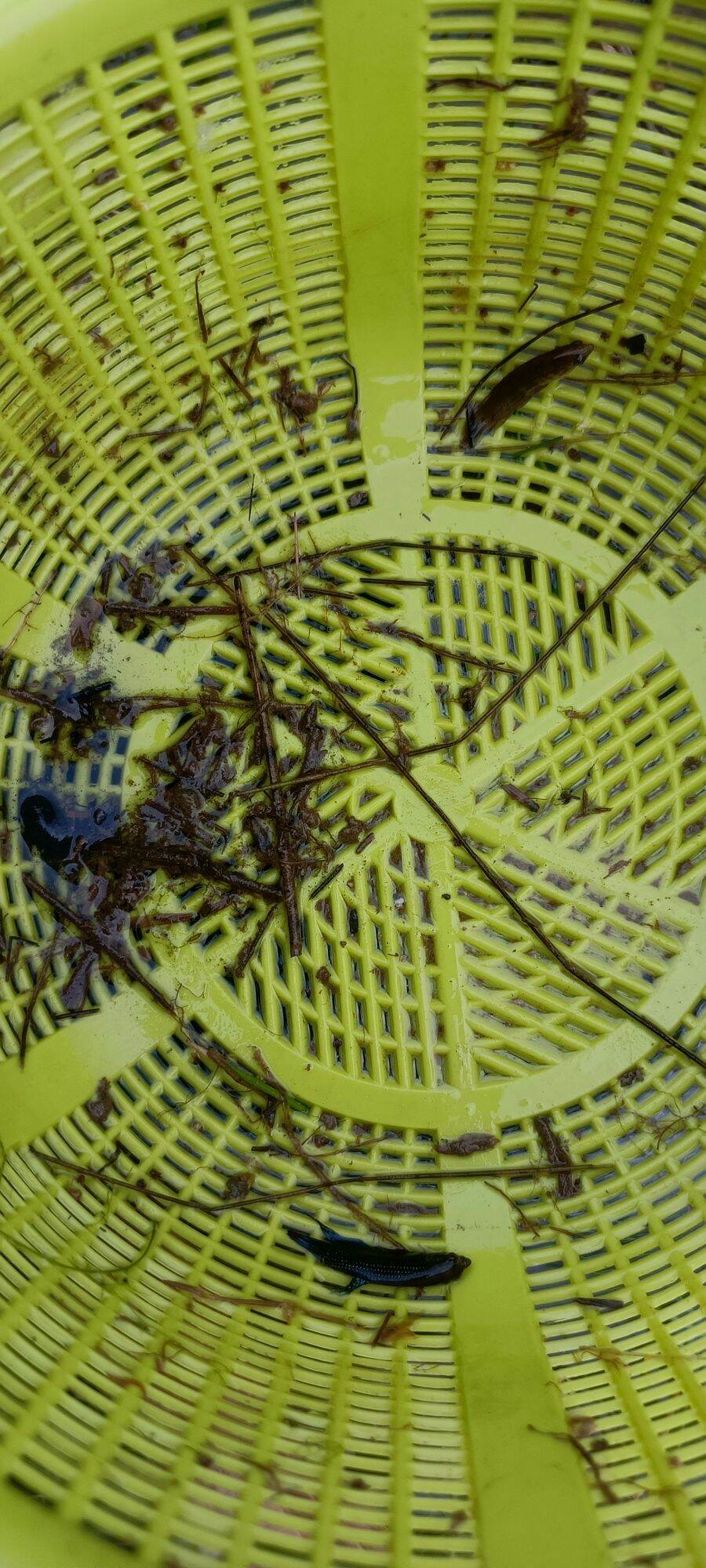 *PROMO* BUY 2 FREE 2 wild betta imbellis. 