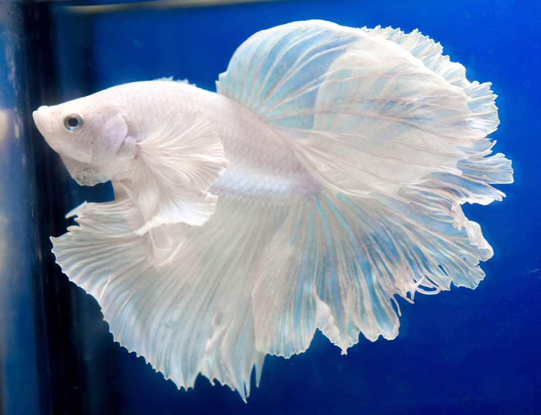 White Rosetail Betta For Sale Male White Opal Bettas For Sale
