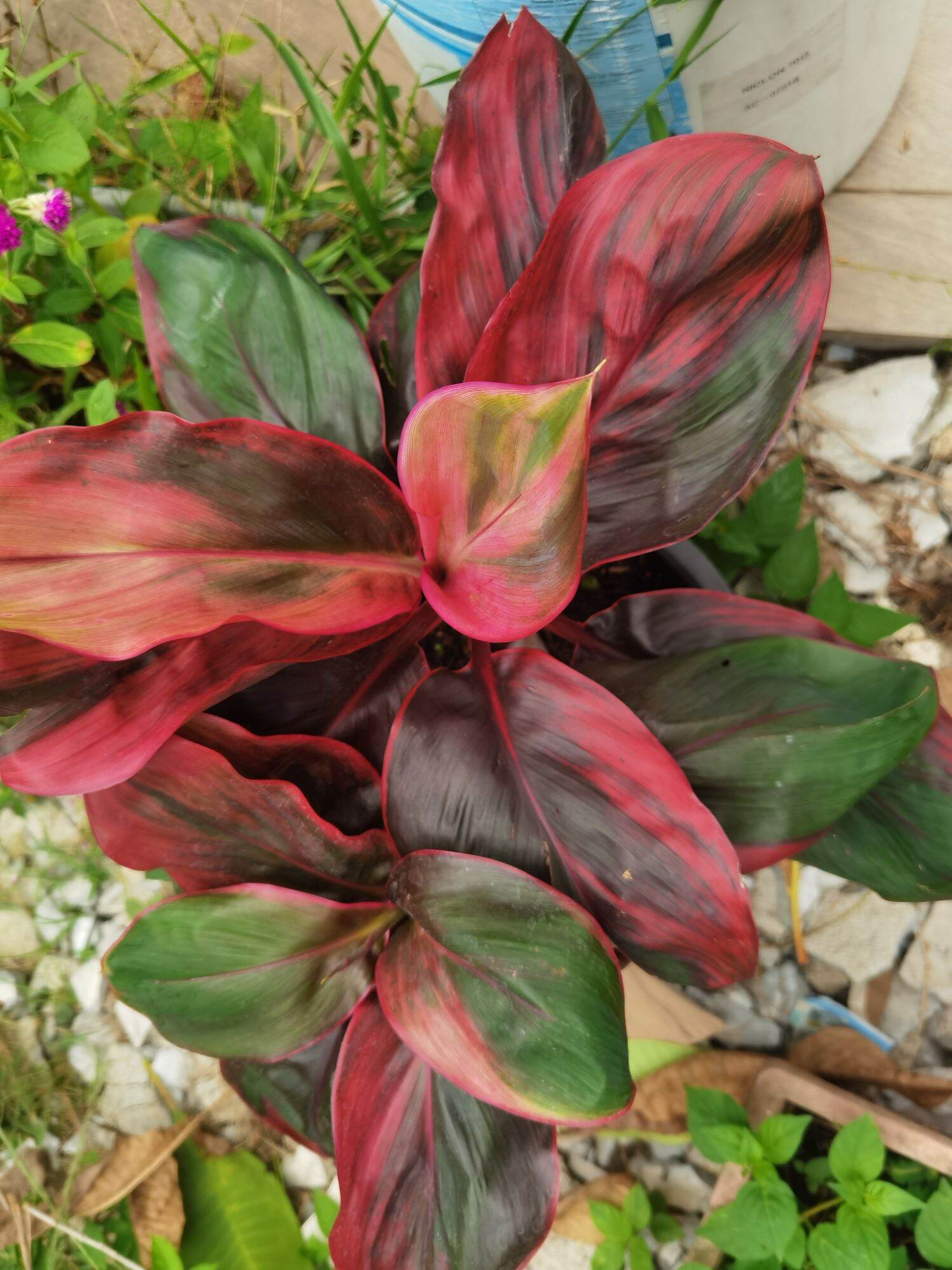 Cordyline Fruticosa Red Sister