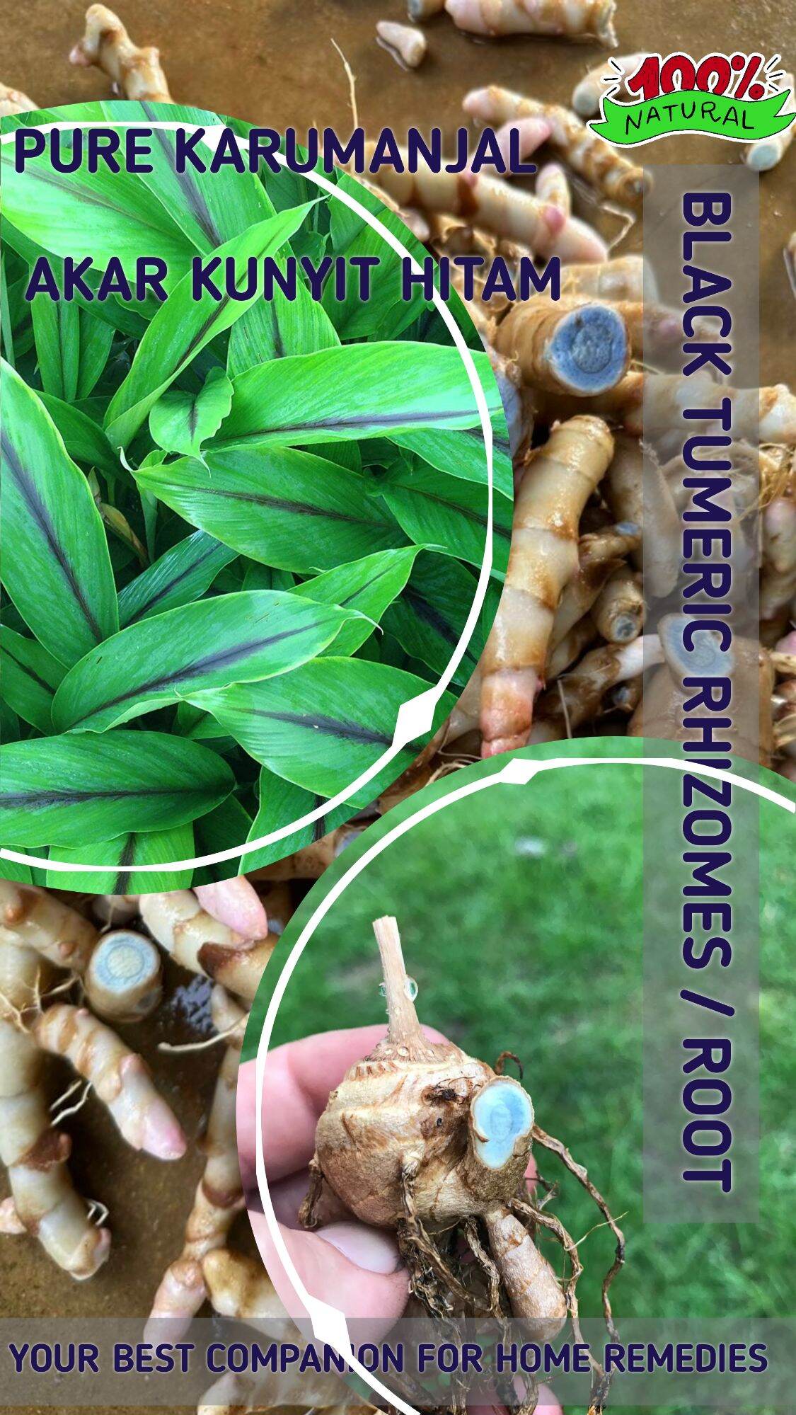 BLACK TUMERIC ROOT / BLACK TUMERIC RHIZOMES / AKAR KUNYIT HITAM