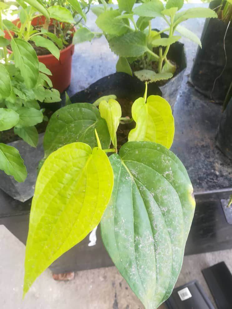 Pokok Sireh Betel Plant Live Plant Pokok Hidup Lazada 9845