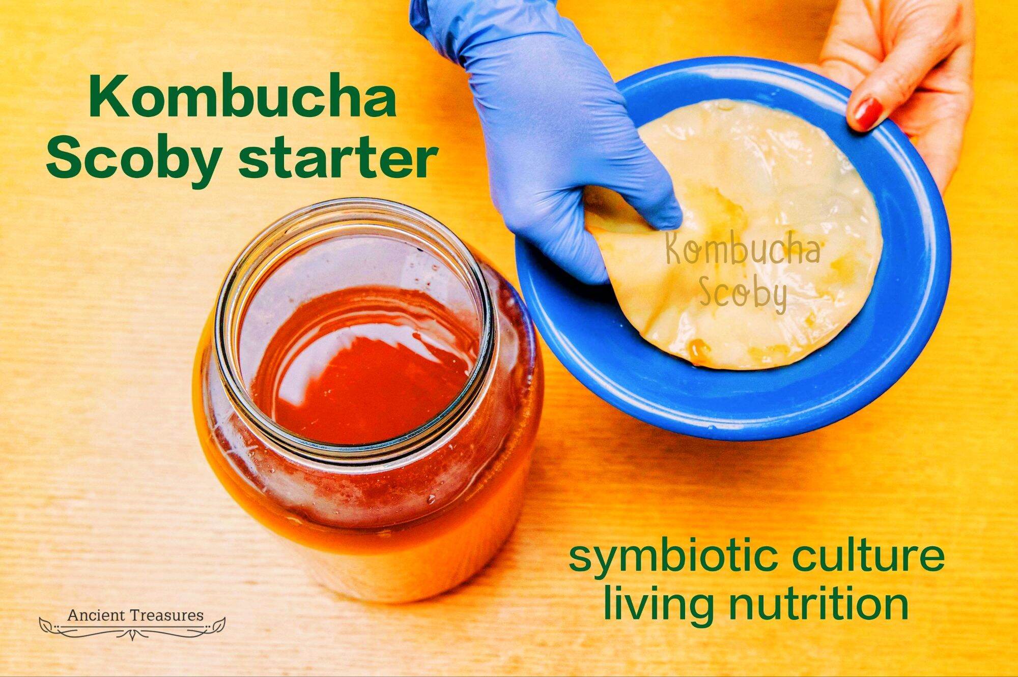 Symbrotic Tea (12-15cm+) Cendawan Mekah -Organic Green Tea Kombucha scoby+250ML ...