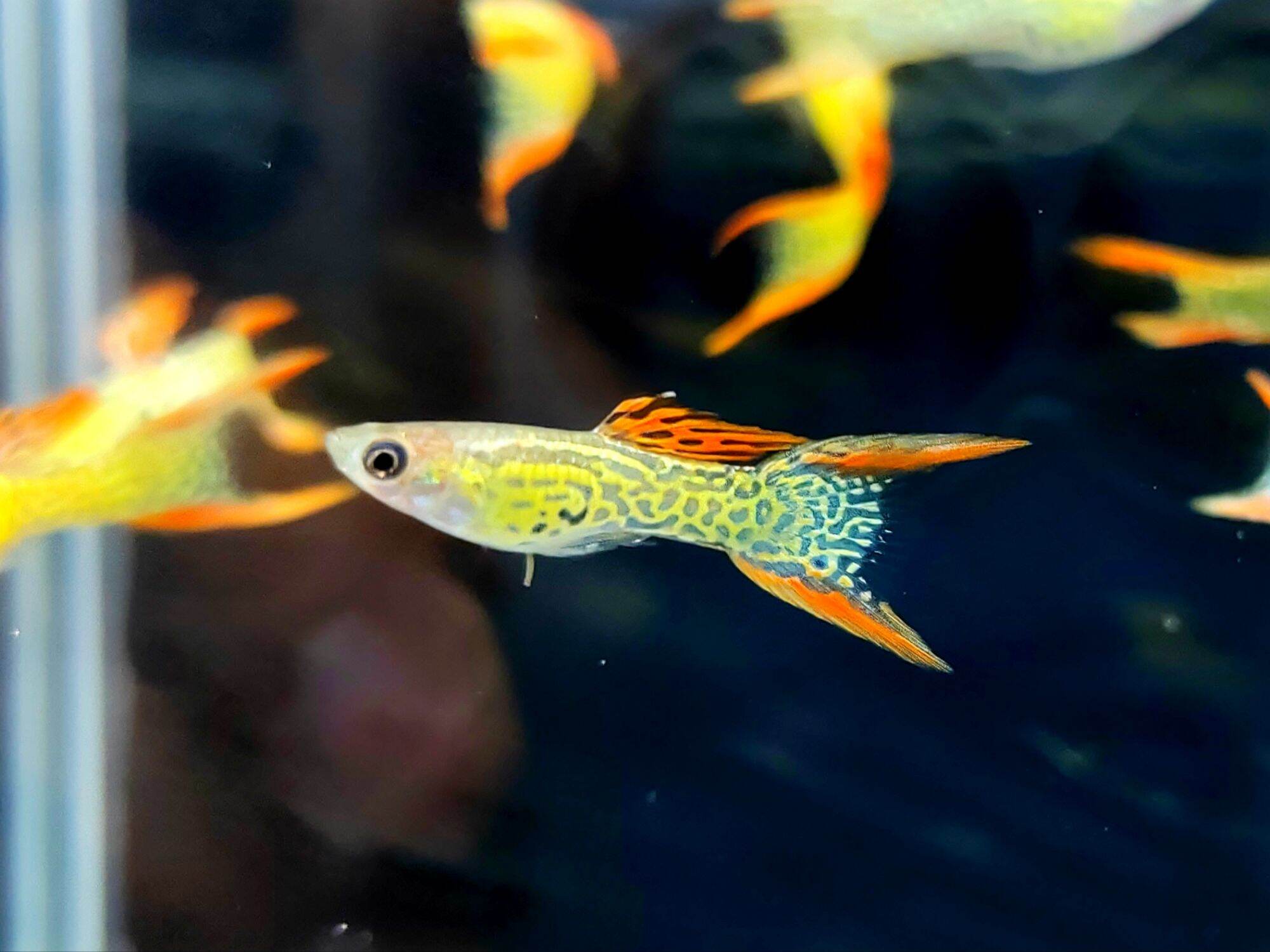 Cobra Gold Lace Double Sword Guppy - TRIO | Get Gills