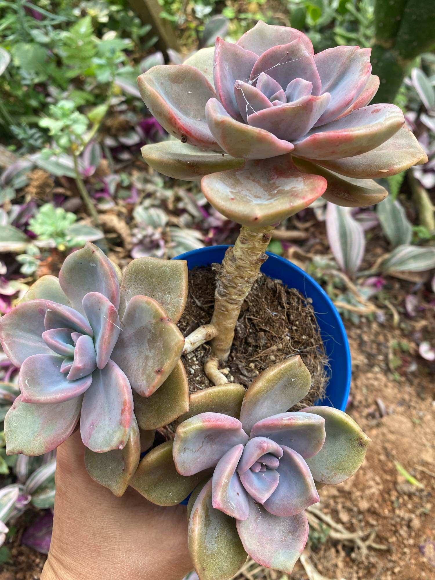 Echeveria Claudia Rose Succulent 克罗地亚玫瑰諁多肉植物Succulent