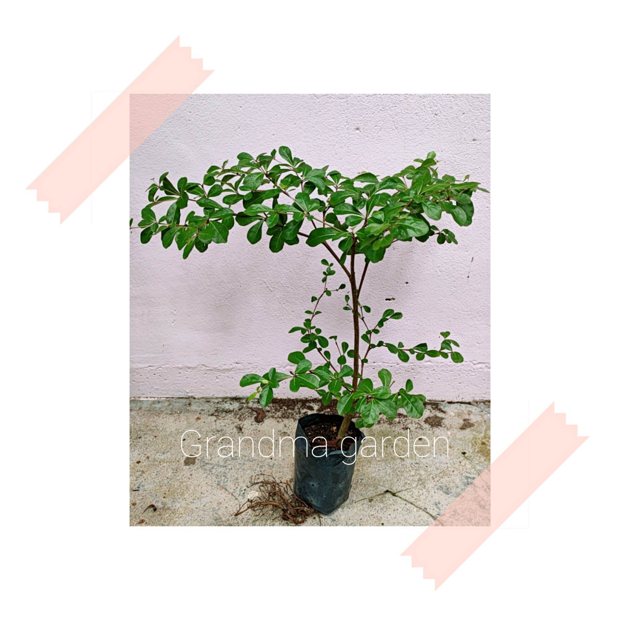 (GG real plant) bucida hijau ^ monineti busida live outdoor plant tree ...