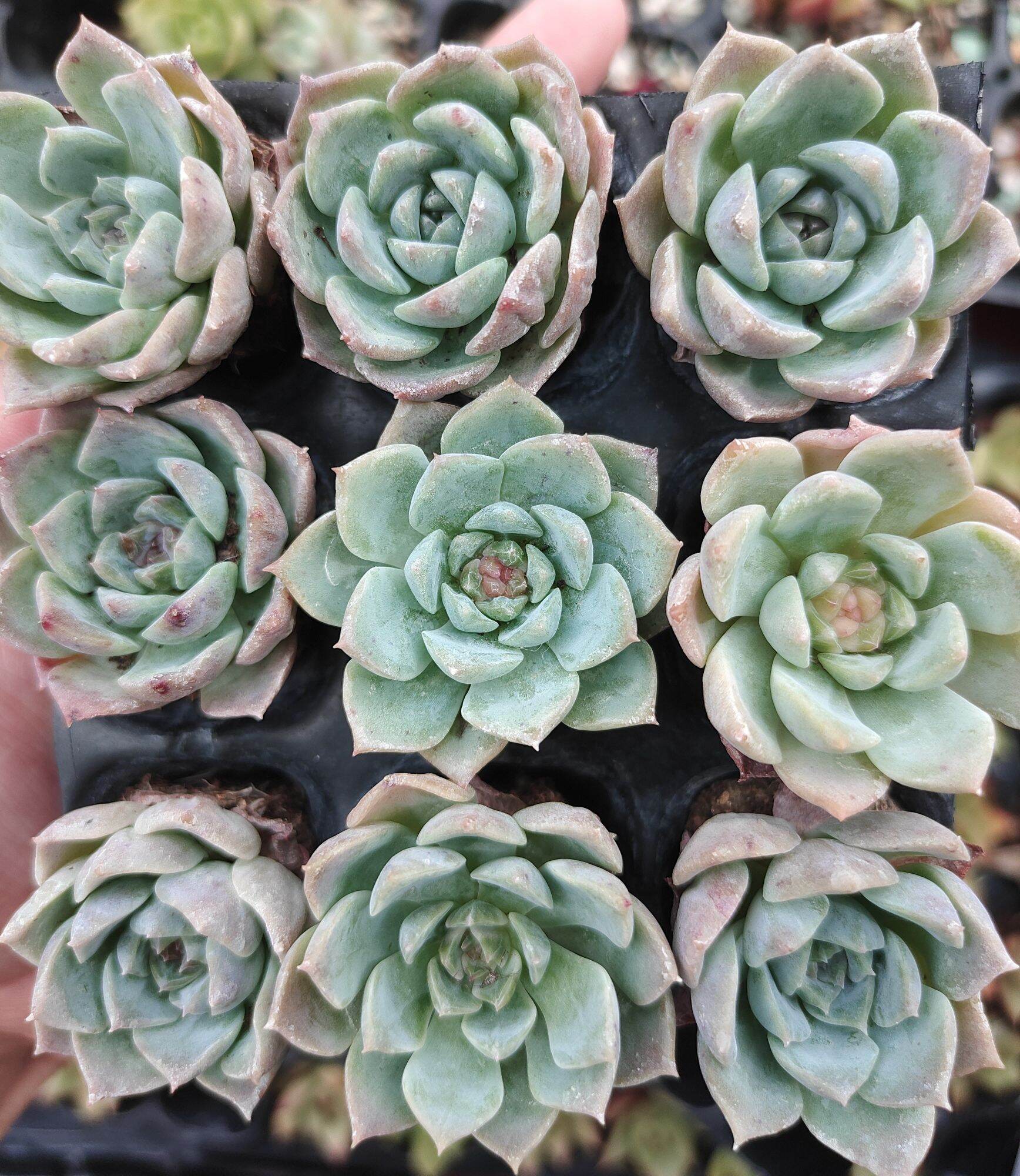 万宝龙（红东云） Echeveria 'Mont Blanc' - 多肉植物Succulent Plants