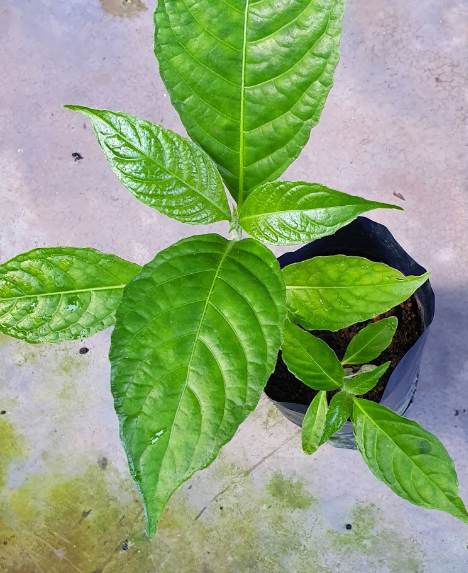 ANAK POKOK KETUM AYAM | Lazada