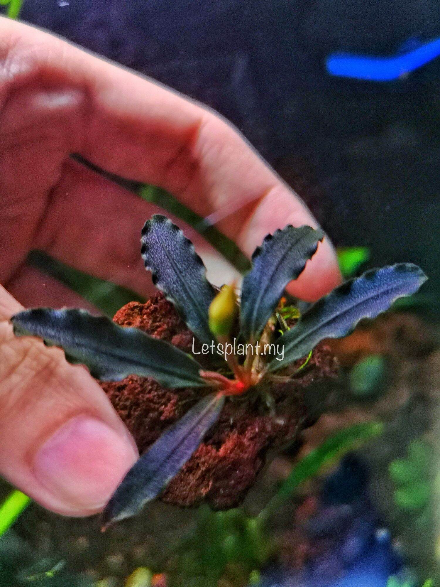 Bucephalandra Brownie Ghost 2012 (emersed Live Aquatic Plant) 辣椒