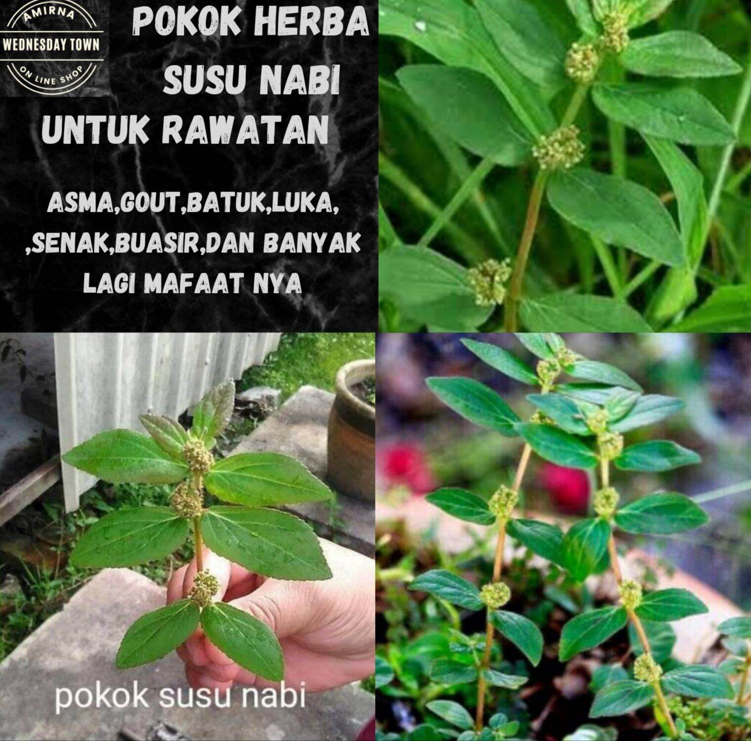 Pokok Susu Nabi Sejenis Pokok Herba Mafaat Untuk Perubatan Traditional 5 Pokok Package Lazada